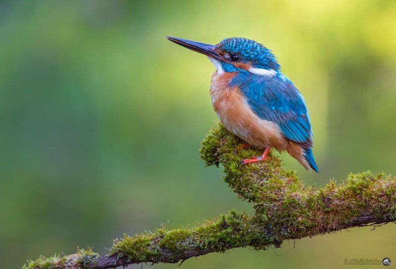 зимородок, портрет, экзотическая птица, яркое оперение, фотограф, саров Зимородок.photo preview