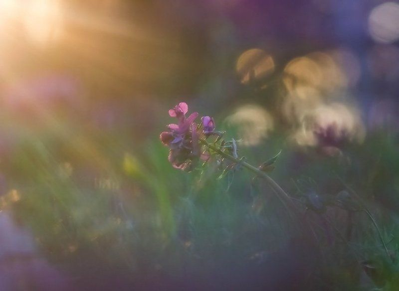 Боке, Вечер, Лучи, Цветы Сладостный мигphoto preview