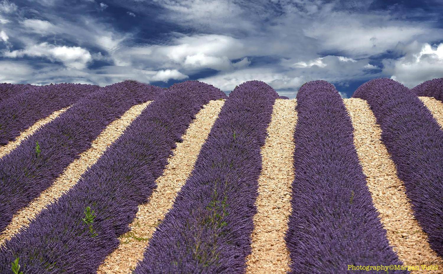 Lavanda. Автор: Marijan Vučič , Marijan Vučič