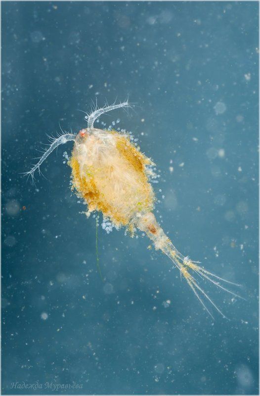 Cyclopidae, Циклоп Одноглазая и бессердечнаяphoto preview