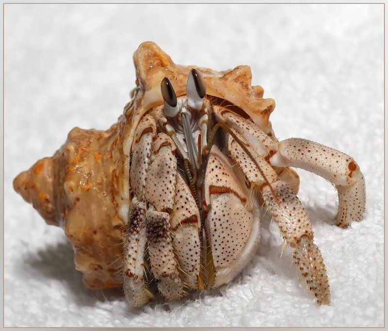 Дядя, отпусти, а...photo preview