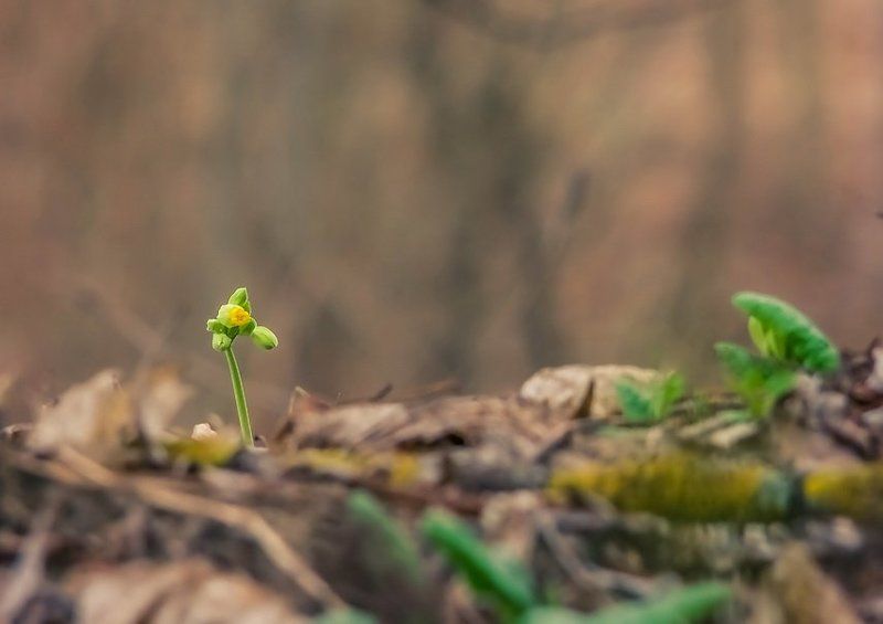 Весна, Лес, Первоцвет, Цветы Перископphoto preview
