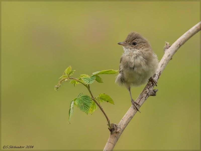 Жулан, Зарянка, зеленушка, Камышовка садовая, Славка серая, Чекан луговой Птичья молодежь.photo preview