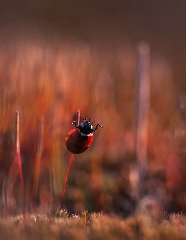 Батюшки!Весна пришла....photo preview