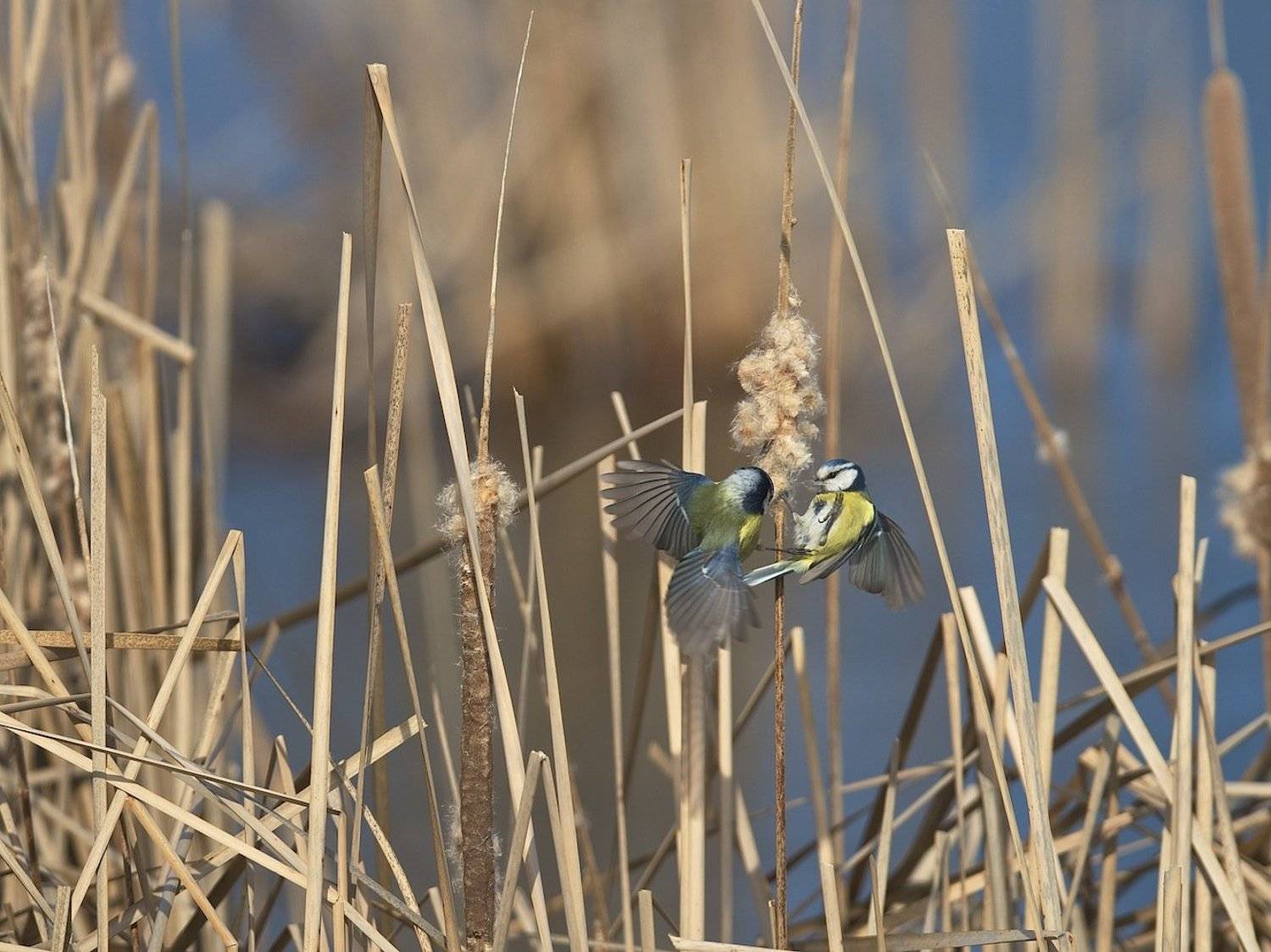 Лазоревка, Природа, Россия, Синица, Мазурин Евгений