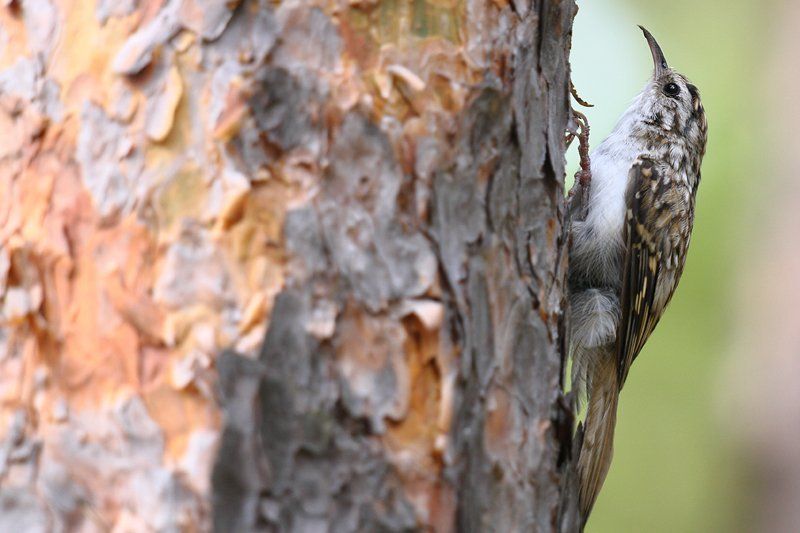 дикая природа, пищуха, природа, птица, фотоохота Пищухаphoto preview