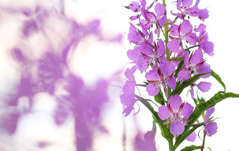 высокий ключ, иван-чай, лето, макро, природа, растения, флора, цветок, цветы Иван-чайphoto preview