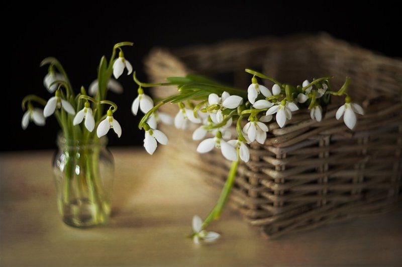 Гелиос, Подснежники /* фото превью