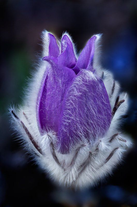 Безкрайная Чистая Любовьphoto preview