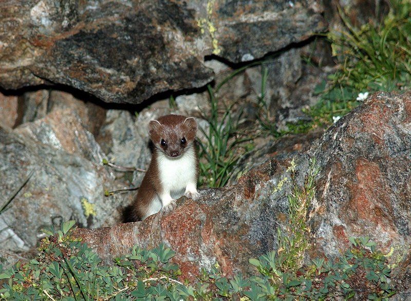 горностайphoto preview