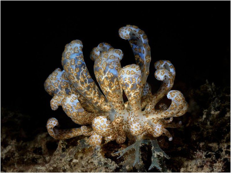 макро, дайвинг, амбон, индонезия, голожаберник Shapephoto preview