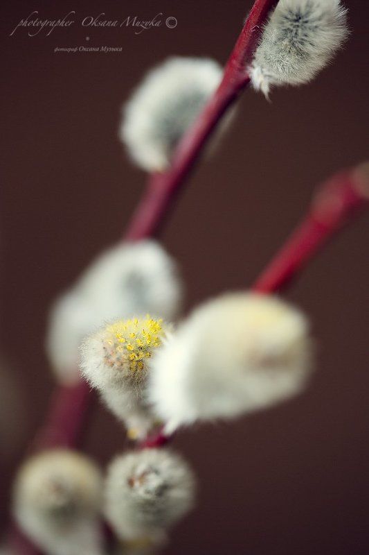 верба, котики, свет, монокль, воскресенье. Вербное воскресеньеphoto preview