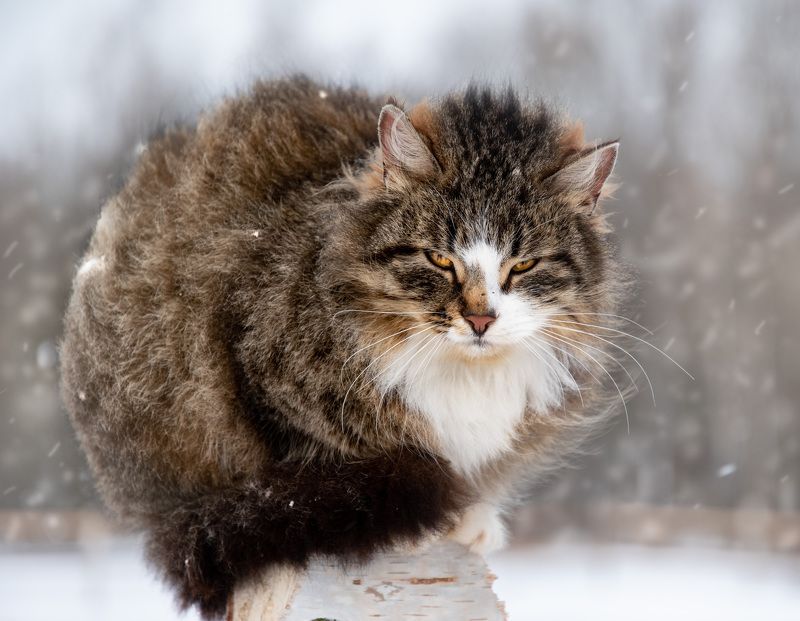 кот кошка брутал зима снег природа животные cat brutal nature animals animal winter snow Бруталphoto preview