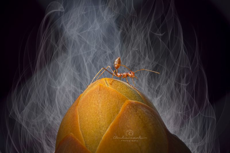 Oecophylla smaragdina, macro, small, animal, orange, garden, focus,beauty, nature, natural, flower Oecophylla smaragdinaphoto preview