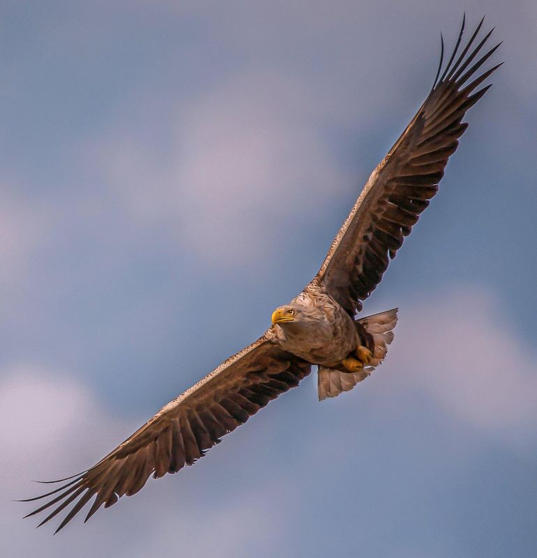 орлан-белохвост (haliaeetus albicilla) — крупный орел из отряда соколообразных (falconiformes) ОРЛАН-БЕЛОХВОСТphoto preview