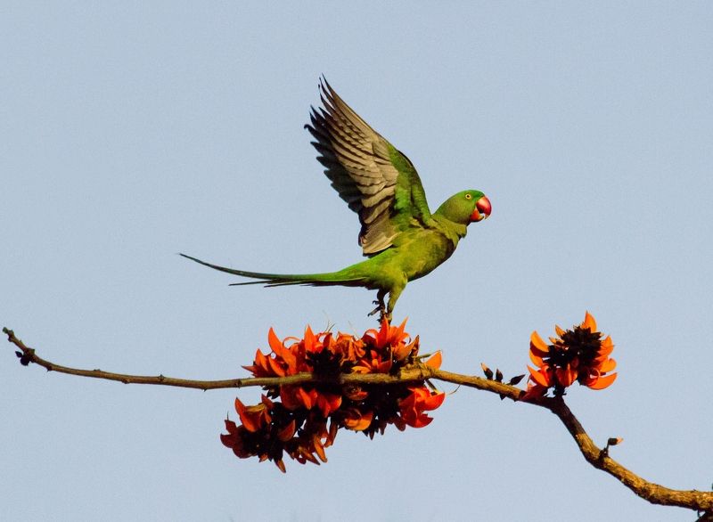 #bird #natgeo #photography #birdphotography #nature #beeeater #green #animal #wildlife Alexandrine parakeetphoto preview