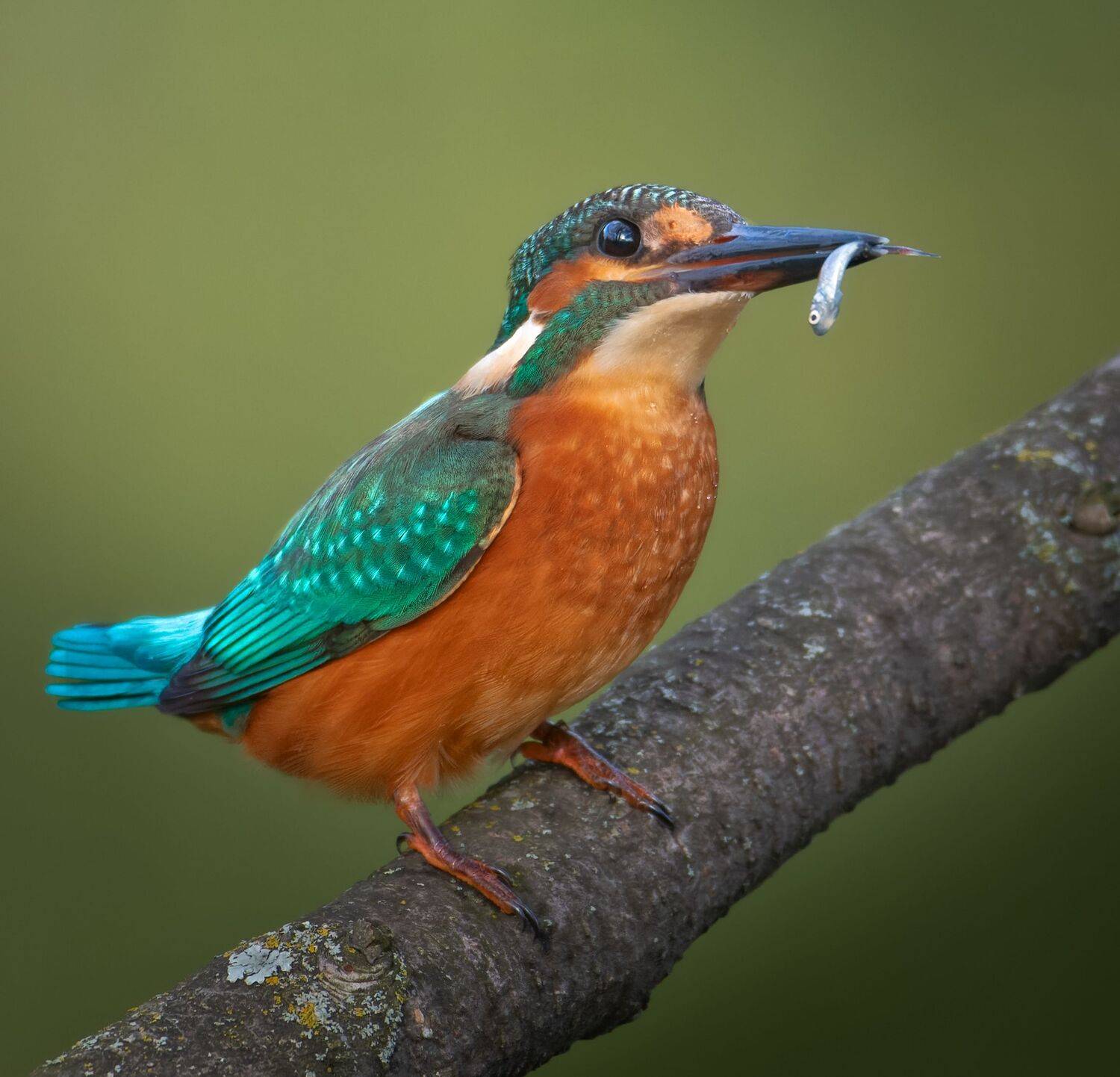 птицы России, птицы Москвы, фотоохота, наблюдение за птицами, птица, птицы, орнитология, nikon, birding, birdwatching, bird freak, Никон Александр