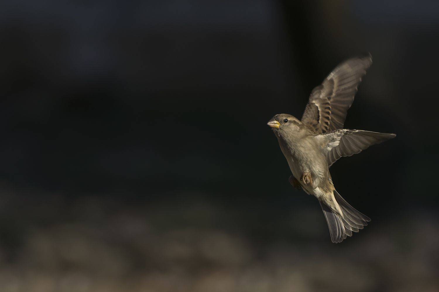 Воробей. Автор: Евгени Стефанов , Евгени Стефанов