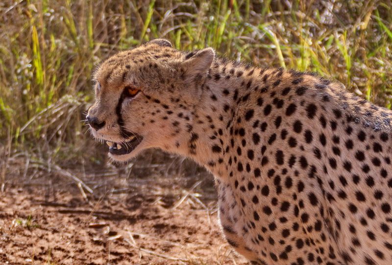 Kenya  Cheetah фото превью