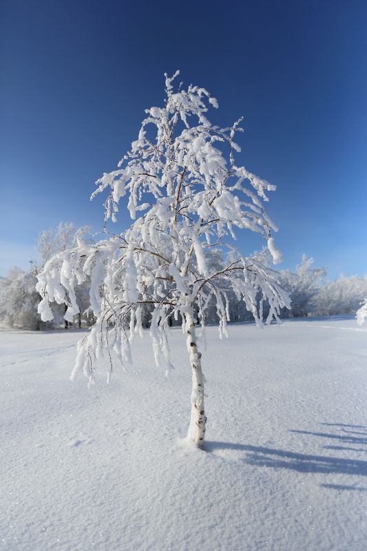 Во поле берёзка стояла ...photo preview