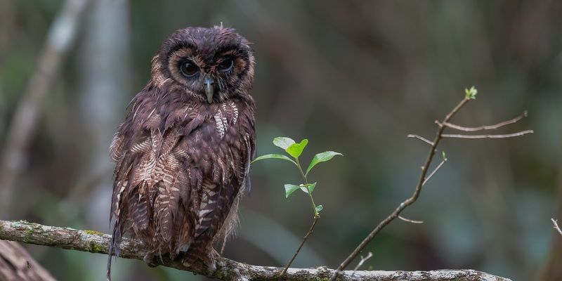 Strix leptogrammicaphoto preview
