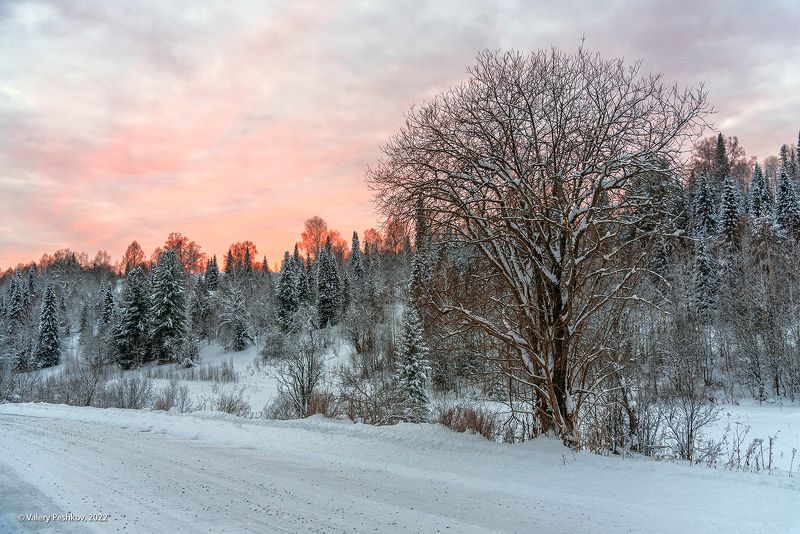 зима, вечер, вечереет, закат, снег, пихты, кедры, березы, горная шория Горная Шория, вечереет…photo preview