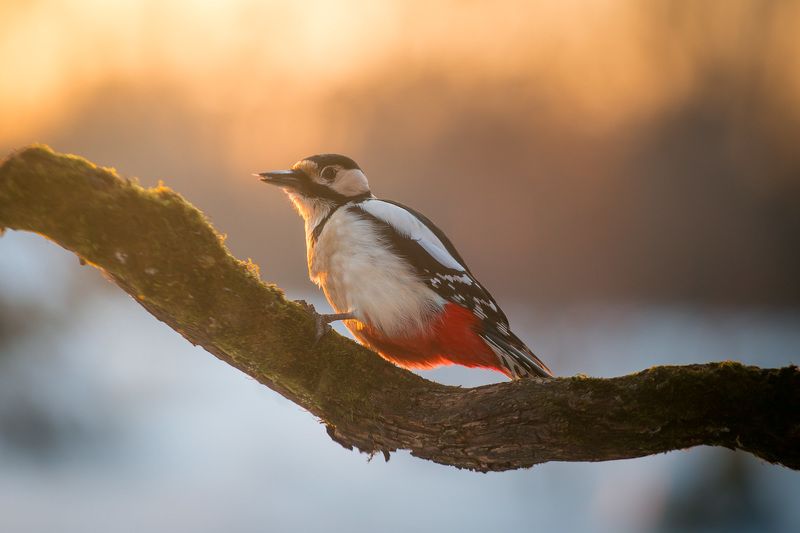 птицы, дятел, wildlife, birds, great spotted woodpecker, зима Большой пестрый дятелphoto preview