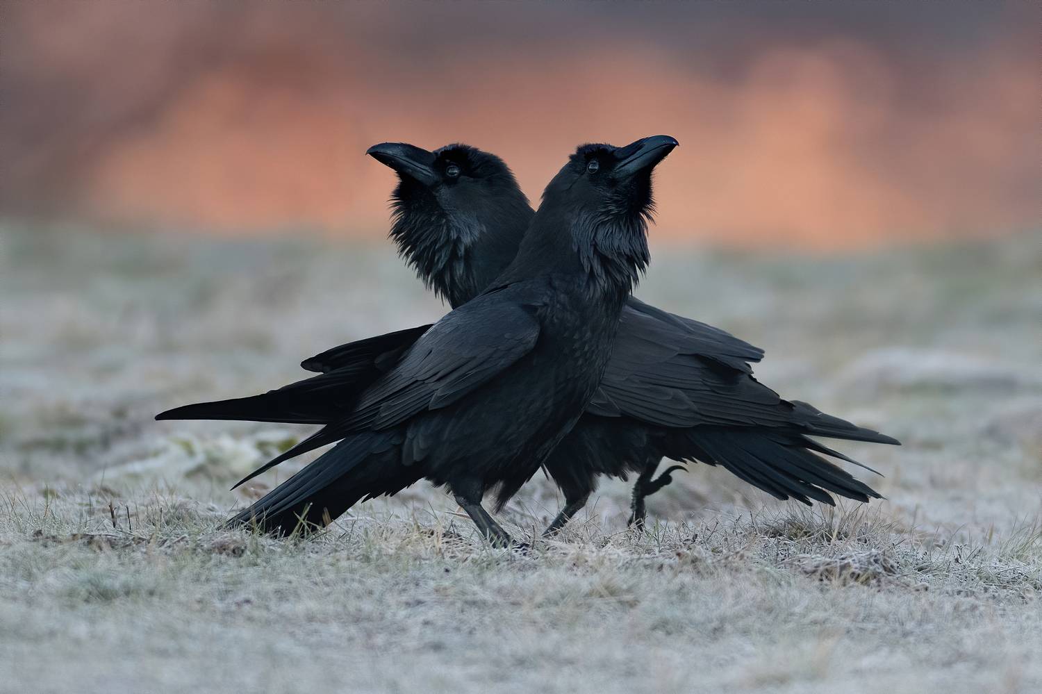 , Мартин Попов