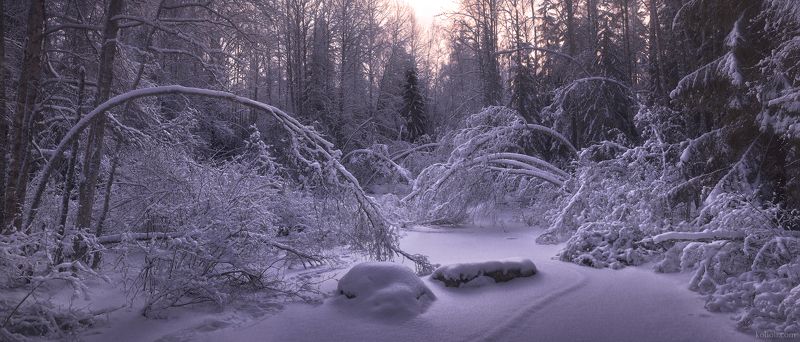 ленинградская область, тайга, лес, озеро, зима, снег Тишинаphoto preview