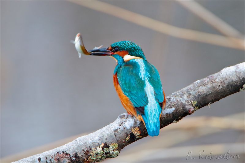 Зимородок фото превью