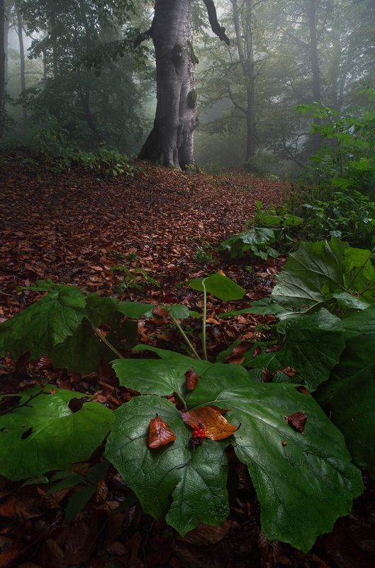 fall, mist, for, forest, landscape, nature, Georgia Fall color and mistphoto preview