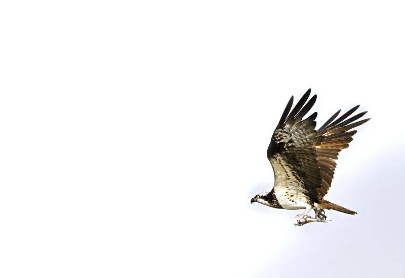 Into the wildphoto preview