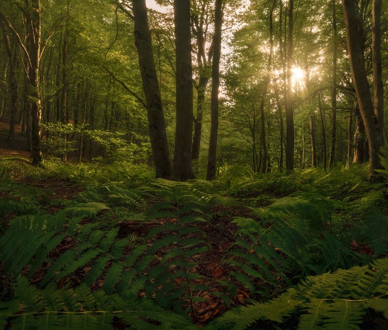 #фото, #горы, #лес, #пейзаж, #грузия, #закат Грузияphoto preview