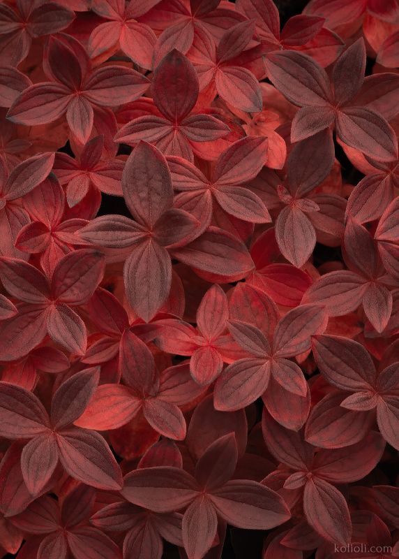 полуостров рыбачий, текстуры, растения Текстуры полуострова Рыбачийphoto preview