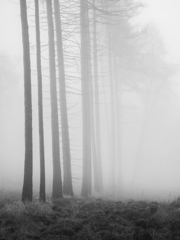 fog,wood,woodland,blackandwhite,forest,mist In the fogphoto preview