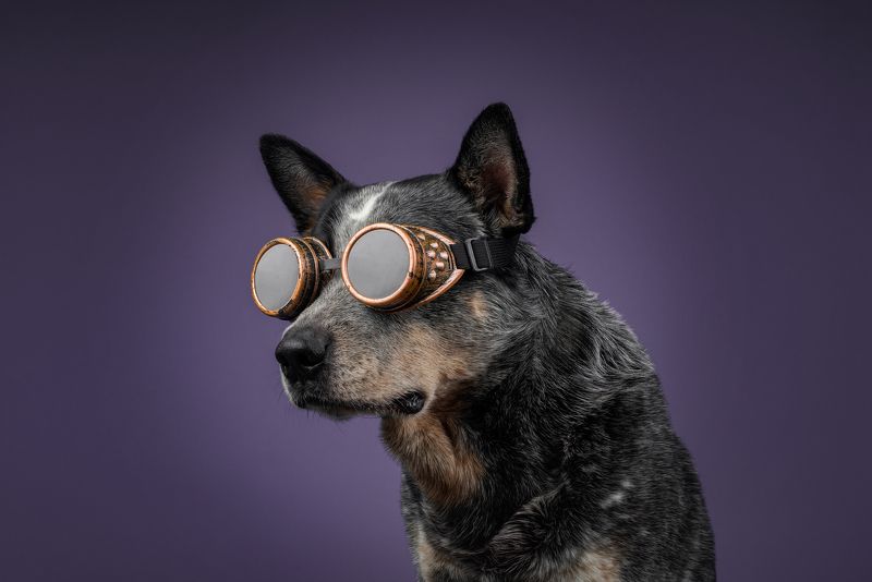 Австралийский хилерphoto preview