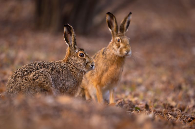 Haresphoto preview