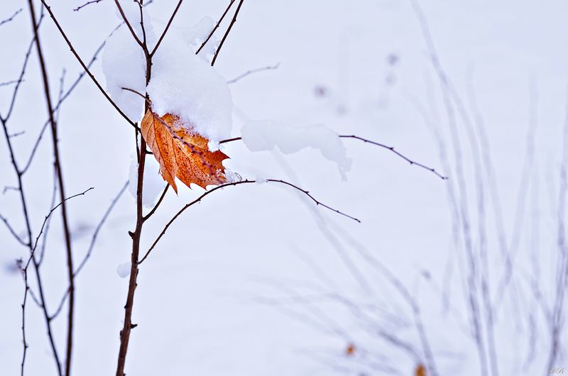 branch, branches, color, colors, color image, leaf, leaves, nature, outdoor, park, photograph, photography, scene, snow, white, winter, Winterphoto preview