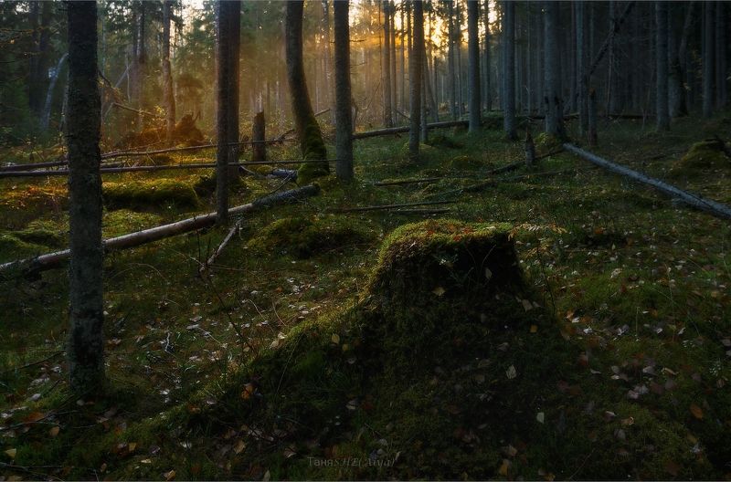 карельский, карельский,перешеек, карелия, пейзаж, ленобласть, туман, landscape, nature, природа, foggy, forest, рассвет, болото, ленинградская область Карельскийphoto preview