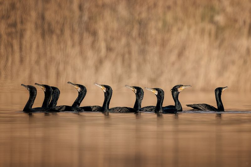 birds, cormorant, wildlife, lake Great cormorantphoto preview