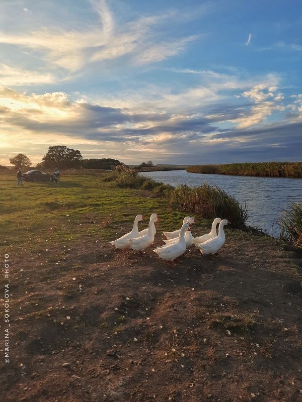 Про гусей.photo preview