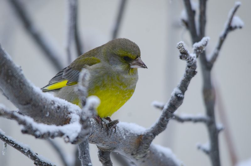 Зеленушкphoto preview