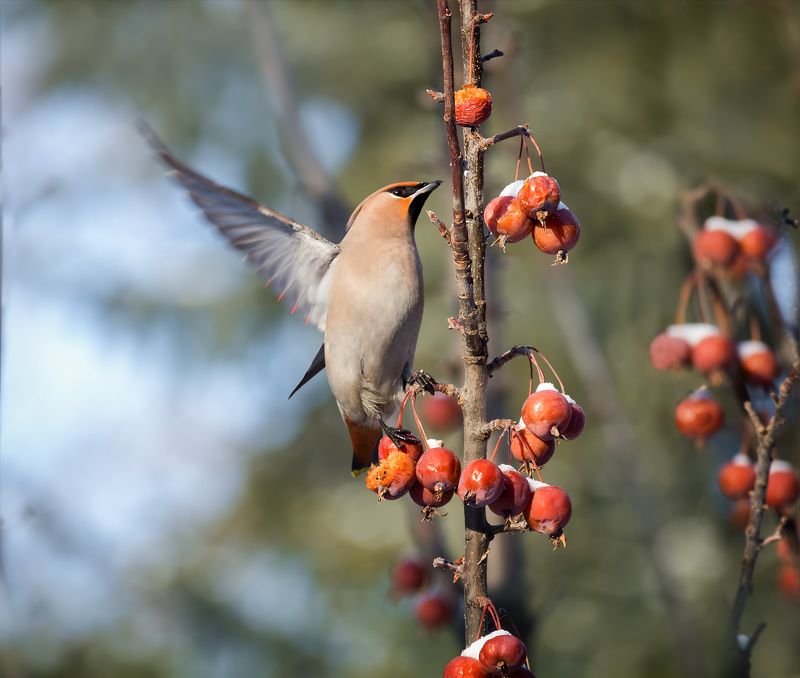 птицы. на зимних яблочках..photo preview