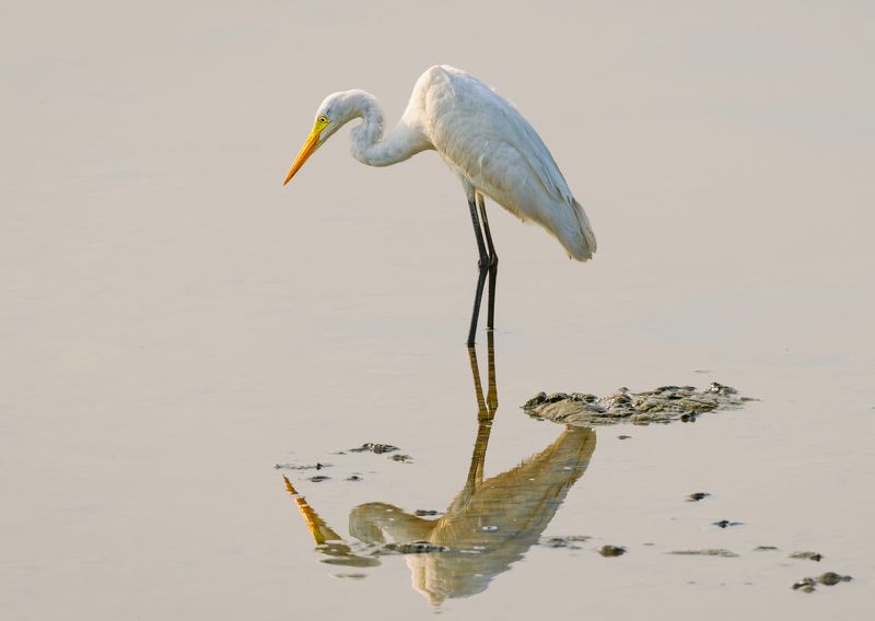 bird,birds,nikon,wild,water,shadows,lake,pond,flowers,swan,colors,nikon,beauty,nature,animals,eyes,egret,songbird,jungle,white,wings,fly Great white egretphoto preview