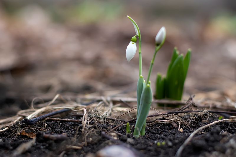 Snowdropphoto preview