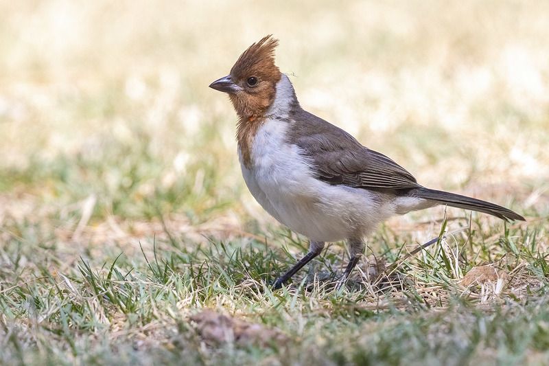 птицы, уругвай ***photo preview