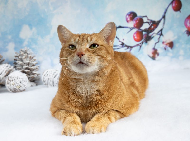 сat, кошка, животные, кошки,  новый год, рыжик, ginger,праздник Рыжик - Gingerphoto preview