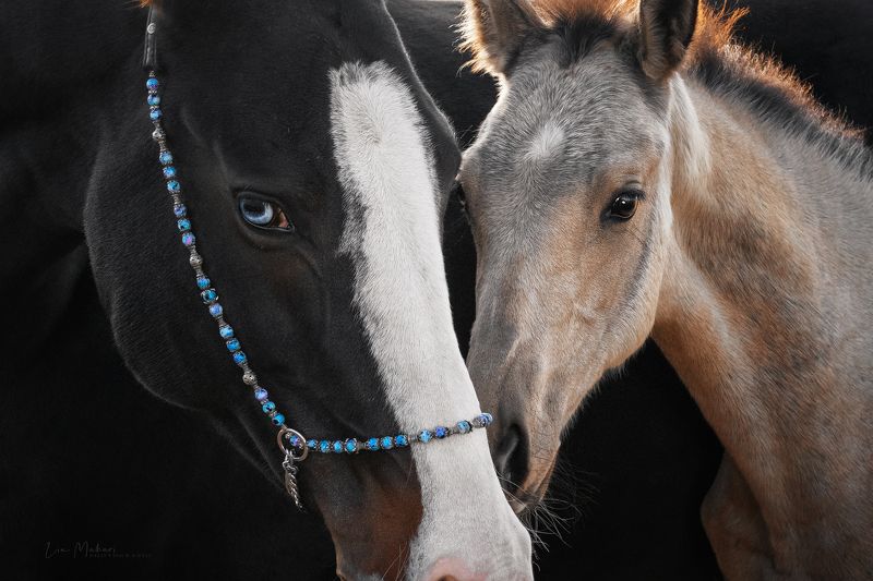 Лошадь, лошади, horse, horses, семья Томирисphoto preview