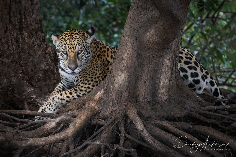 Ягуарphoto preview