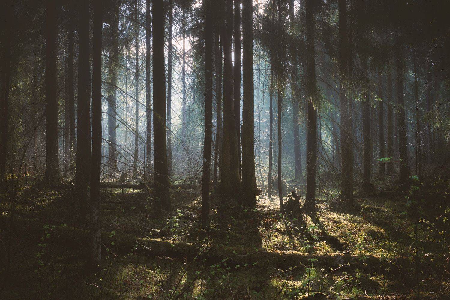 После весеннего дождя. Автор: Валерий Вождаев лес, весна, деревья, пейзаж, forest, woodland, spring, landscape, trees, Валерий Вождаев